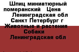 Шпиц миниатюрный померанский › Цена ­ 5 000 - Ленинградская обл., Санкт-Петербург г. Животные и растения » Собаки   . Ленинградская обл.